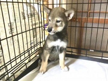 柴犬(標準サイズ)【奈良県・男の子・2019年8月18日・胡麻】の写真「創業祭価格❣️」
