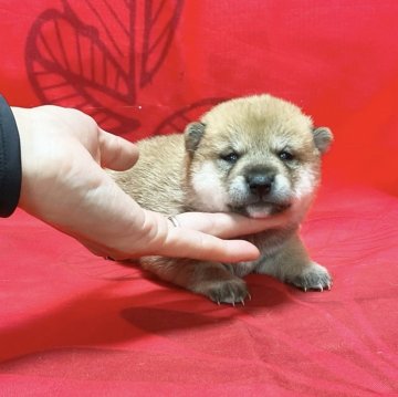 柴犬(豆柴)【奈良県・女の子・2024年4月16日・赤】の写真「愛想がいい女の子❤️」