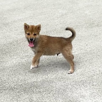 柴犬(豆柴)【奈良県・男の子・2024年6月11日・赤】の写真「愛想いい極小豆柴ちゃん、現在1.7kgしかない❣️」