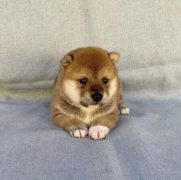 柴犬(豆柴)【奈良県・男の子・2022年10月1日・赤】の写真「凛としたちっちゃな豆柴ちゃんです❣️」