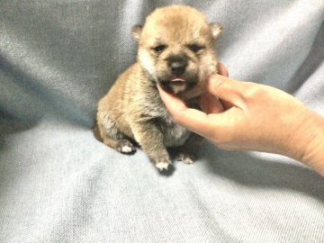 柴犬(標準サイズ)【奈良県・男の子・2021年3月26日・赤】の写真「普通よりかなり小振りです。」