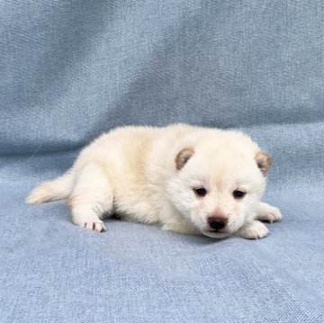 柴犬(豆柴)【奈良県・男の子・2024年4月7日・白】の写真「ぬいぐるみみたいな極小白柴ちゃん❣️」