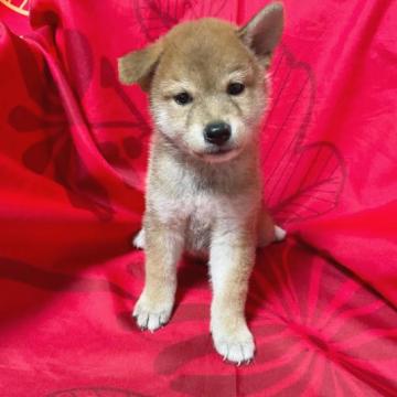 柴犬(豆柴)【奈良県・男の子・2022年6月30日・赤】の写真「おとなしい豆柴ちゃんです❣️セール‼️」