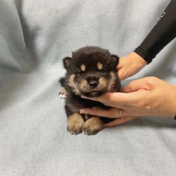 柴犬(豆柴)【奈良県・女の子・2022年6月21日・黒】の写真「可愛い💕小さな黒豆柴です。」