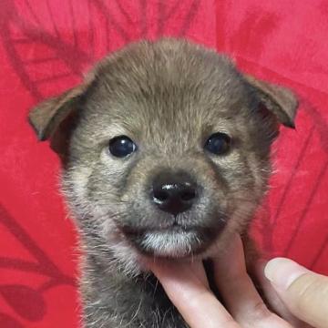 柴犬(標準サイズ)【奈良県・男の子・2022年7月18日・胡麻】の写真「特価❣️小さな小さな柴犬です❣️」