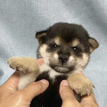 柴犬(豆柴)【奈良県・男の子・2022年9月4日・黒】の写真「ちっちゃなちっちゃな黒豆柴です💕」