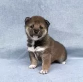 豆柴【奈良県・女の子・2024年1月25日・胡麻】の写真1