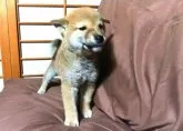 柴犬(標準サイズ)【奈良県・男の子・2017年11月11日・赤】の写真1「12／30撮影 元旦から営業しています。」