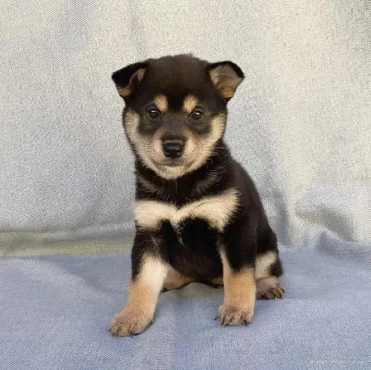 すみれちゃん 様のお迎えした子犬
