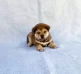 豆柴【奈良県・女の子・2024年9月14日・胡麻】の写真2