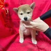 豆柴【奈良県・男の子・2022年6月30日・赤】の写真2「8/21更新」