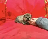 豆柴【奈良県・男の子・2024年2月6日・胡麻】の写真3