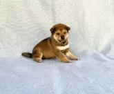 豆柴【奈良県・女の子・2024年9月14日・胡麻】の写真3