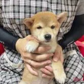 豆柴【奈良県・男の子・2022年6月30日・赤】の写真5「8/21更新」