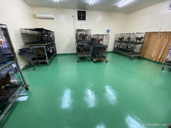 飼育施設｜青木　茂樹(あおき　しげじ)ブリーダー(栃木県・トイプードルなど・JKC登録)の紹介写真4