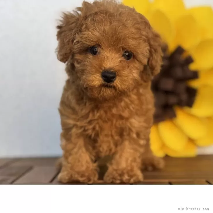 さえ 様のお迎えした子犬