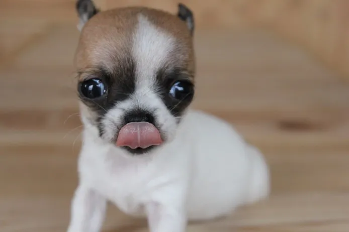 ID：1401-00293の子犬