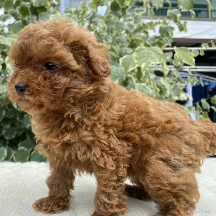 T.Y 様のお迎えした子犬