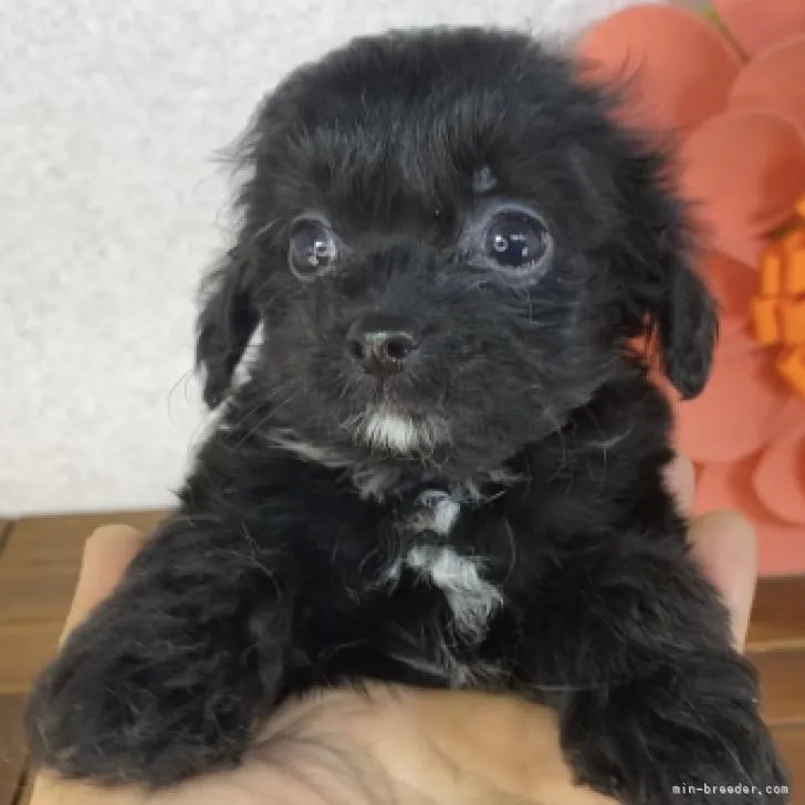 ID:2210-02766の子犬