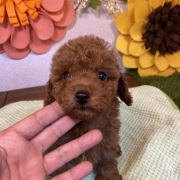 トイプードル(トイ)【栃木県・男の子・2022年6月1日・レッド】の写真「モフモフの男の子です。」