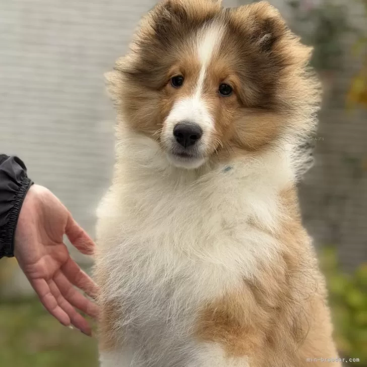 ID：2510-05506の子犬