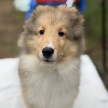 シェットランドシープドッグ【兵庫県・女の子・2025年7月30日・セーブル&ホワイト】の写真「お目がくりくりの甘い顔のかわいい女の子」