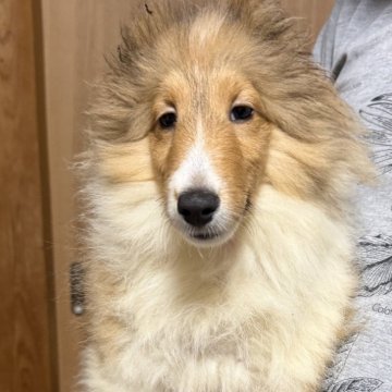 シェットランドシープドッグ【兵庫県・女の子・2025年7月24日・セーブル&ホワイト】の写真「小さいサイズのかわいい女の子」