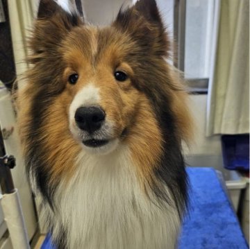 シェットランドシープドッグ【兵庫県・男の子・2024年5月21日・セーブル&ホワイト】の写真「明るくて人懐っこい元気な男の子」