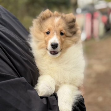 シェットランドシープドッグ【兵庫県・女の子・2025年7月24日・セーブル&ホワイト】の写真「小さいサイズのかわいい女の子」