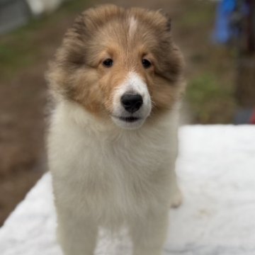 シェットランドシープドッグ【兵庫県・女の子・2025年7月24日・セーブル&ホワイト】の写真「白いカラーが綺麗なかわいい女の子」