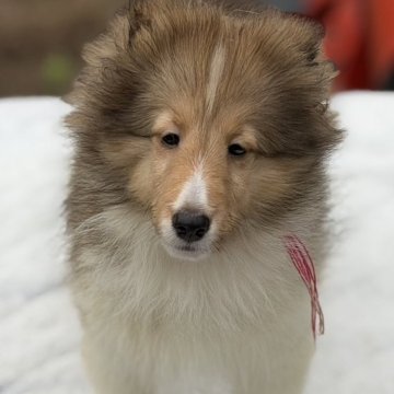 シェットランドシープドッグ【兵庫県・女の子・2025年7月30日・セーブル&ホワイト】の写真「しっぽフリフリで寄って来るかわいい女の子」