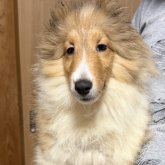 シェットランドシープドッグ