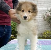 シェットランドシープドッグ