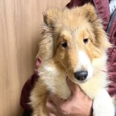 シェットランドシープドッグ