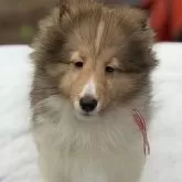 シェットランドシープドッグ