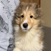 シェットランドシープドッグ