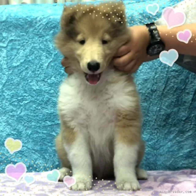 橿原市  桜 様のお迎えした子犬