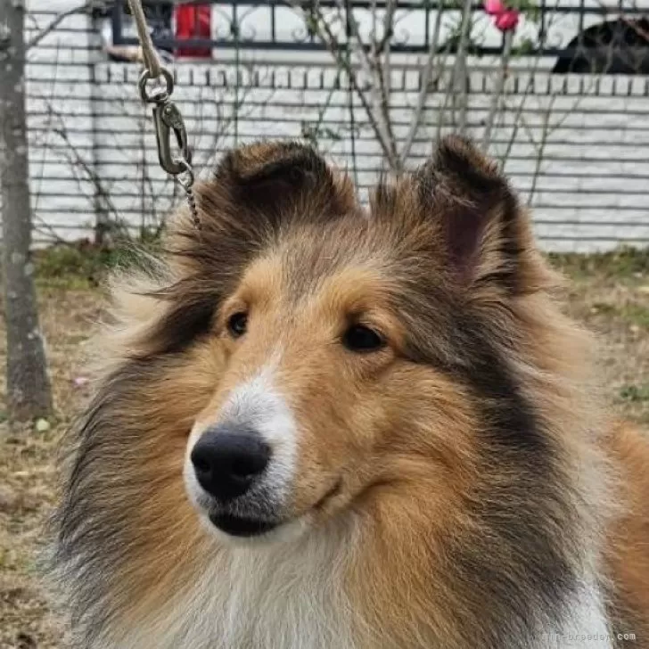 ID：2312-06172の子犬