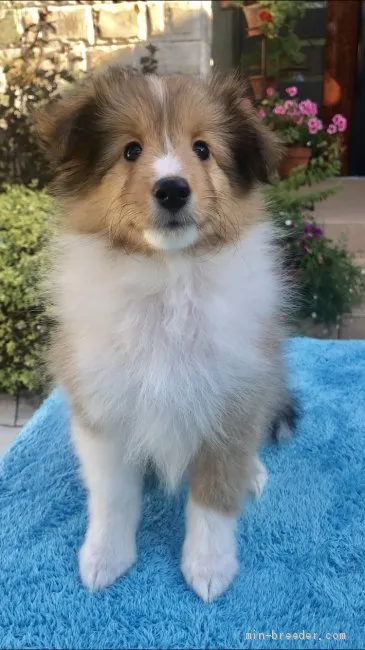 ID：1909-02135の子犬