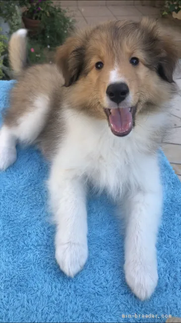 のりおじ 様のお迎えした子犬