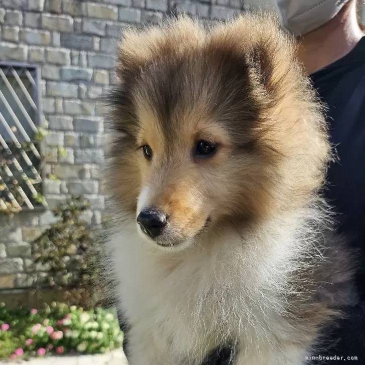 ID:2409-05536の子犬