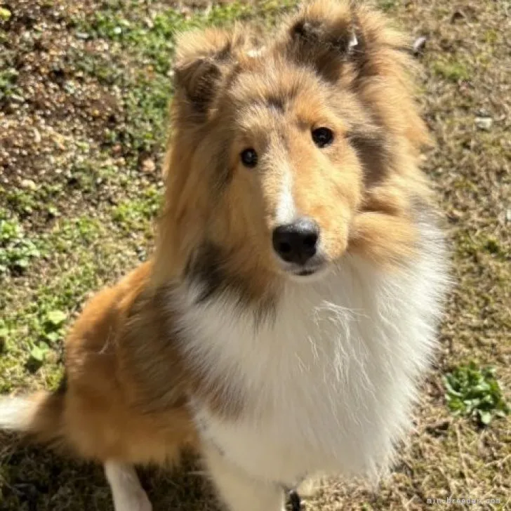 ID：2311-05549の子犬