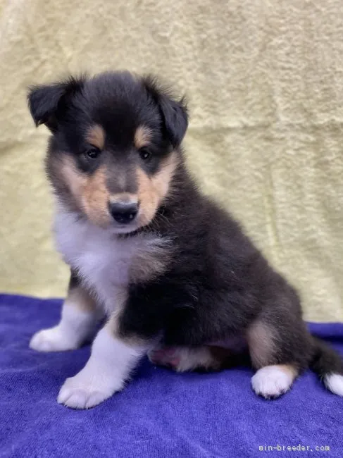 プレアデス 様のお迎えした子犬