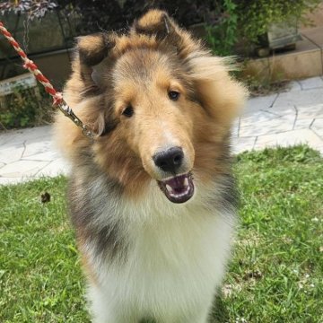 シェットランドシープドッグ【兵庫県・男の子・2023年12月19日・セーブル&ホワイト】の写真「明るくて人懐っこい男の子」