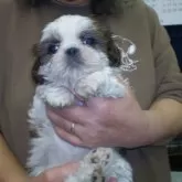 シーズー【兵庫県・女の子・2024年11月17日・ホワイト&ゴールド】の写真1「1月17日体重1,4キロ」