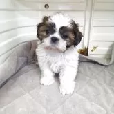 シーズー