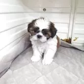 シーズー
