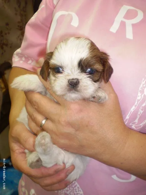 ID：2110-01850の子犬