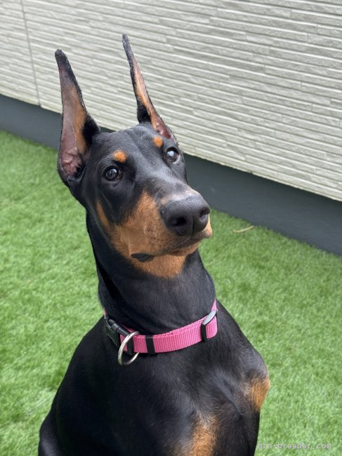 耳セット脱着時（兄弟犬参考）｜南出　真司(みなみで　しんじ)ブリーダー(徳島県・ドーベルマン・JKC登録)の紹介写真2