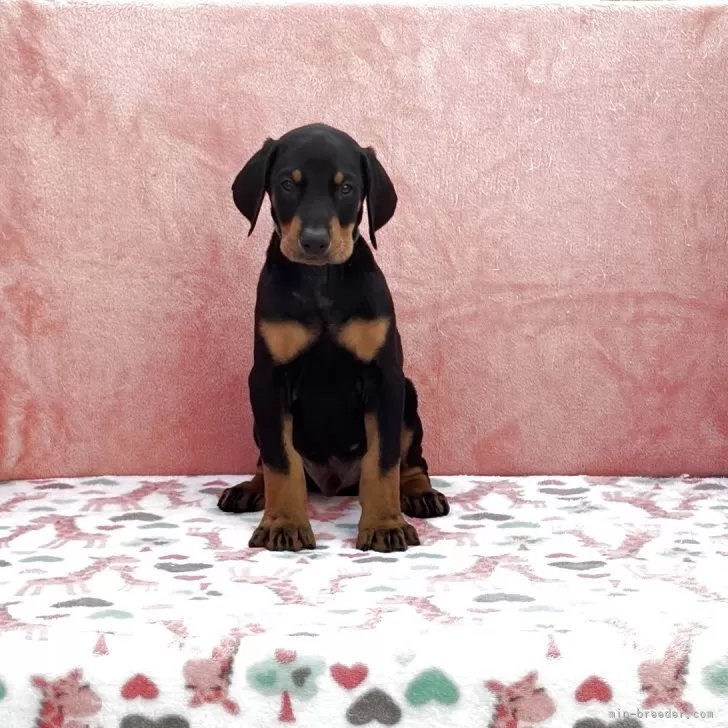 ID：2504-01203の子犬